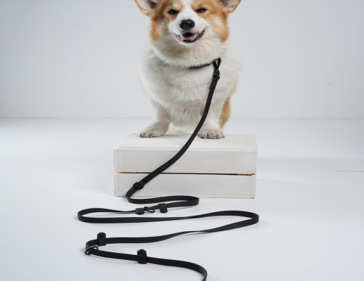 Every Walk: Why an Anti-Pull Dog Harness Is a Game-Changer for Pet Owners Looking for Dog Quality Products Every Walk: Why an Anti-Pull Dog Harness Is a Game-Changer for Pet Owners Looking for Dog Quality Products